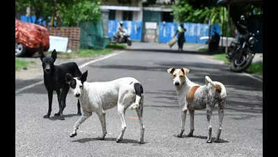Rabid dog holds 85 kids ‘hostage’ on school campus in Etawah
