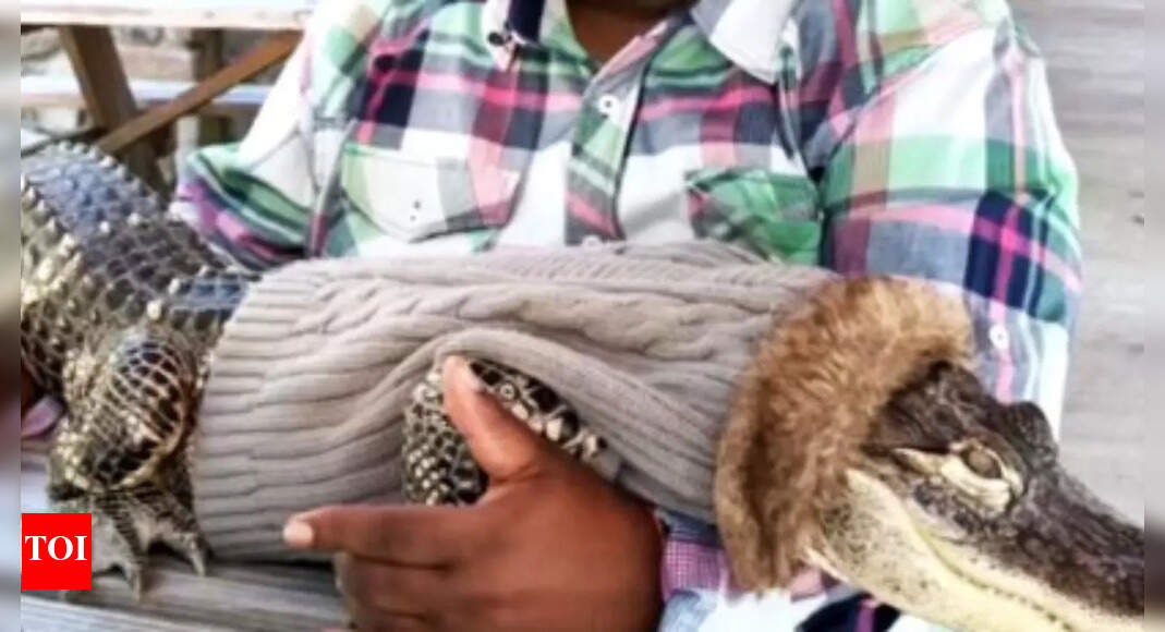 Emotional support alligator in Pennsylvania goes from restaurant ‘VIP’ to Walmart ban