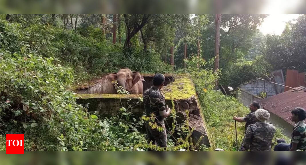 The Times of India - Business - News Image