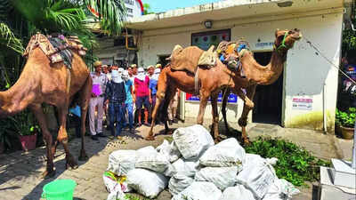  Delhi Police crack desert-style smuggling racket