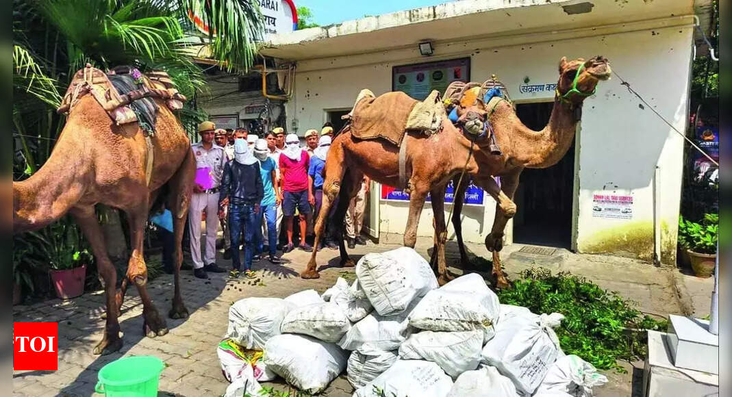 Beer and booze on camelback: Delhi Police crack desert-style smuggling racket
