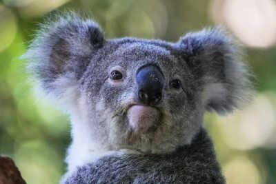 Australia approves world-first vaccine to save koalas from chlamydia