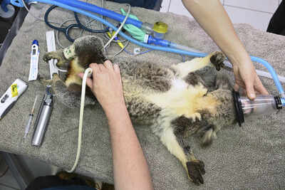 Australia approves world-first vaccine to save koalas from chlamydia