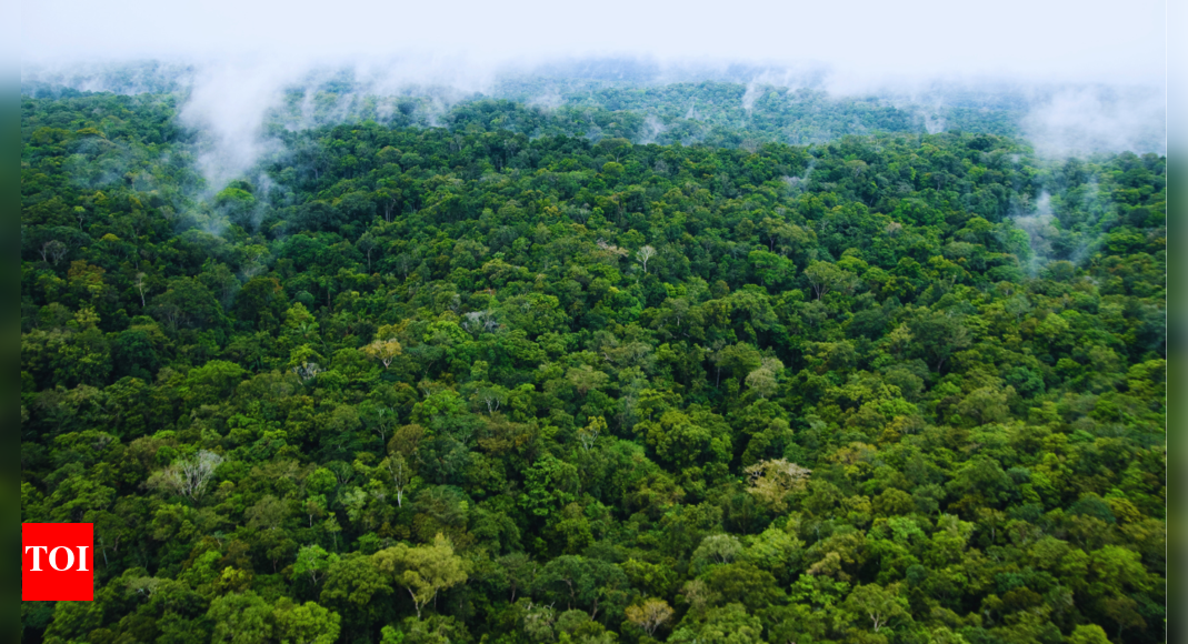 The forest that connects 8 countries and houses billions of species