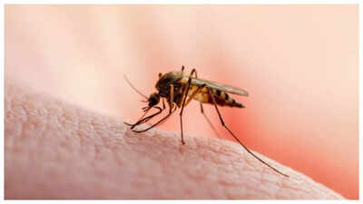 இந்தியாவின் முதல் மலேரியா தடுப்பூசி அட்ஃபால்சிவாக்ஸ் நாட்டின் பல தசாப்தங்களாக நோய்க்கு எதிரான போராட்டத்தில் ஒரு விளையாட்டு மாற்றியாக இருக்கலாம்