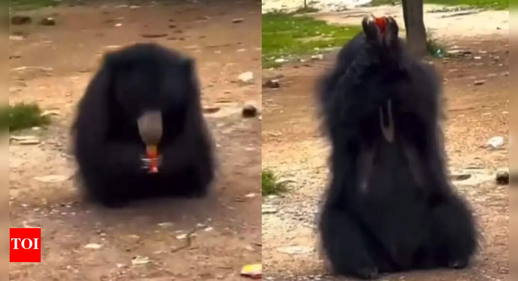 Viral video shows wild bear drinking soft drink in Chhattisgarh; sparks safety concerns
