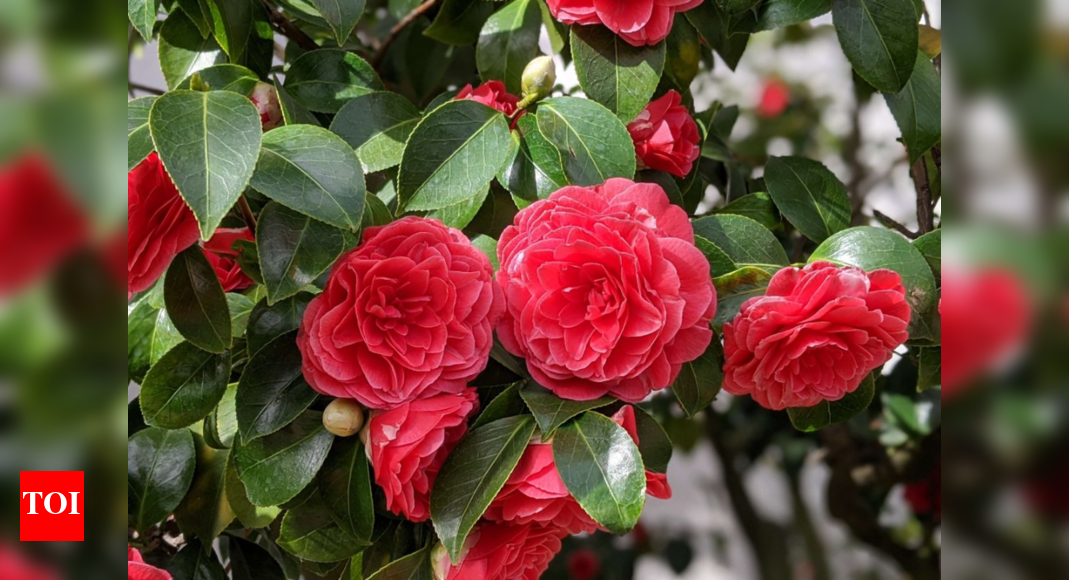 WWII bombs, mystery origins, and a single bloom: This 200-year-old flower exists in only two places on Earth!
