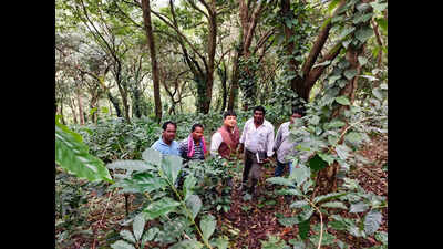 Coffee Berry Borer detected in Araku region: Koraput coffee growers assured of no spread in Odisha