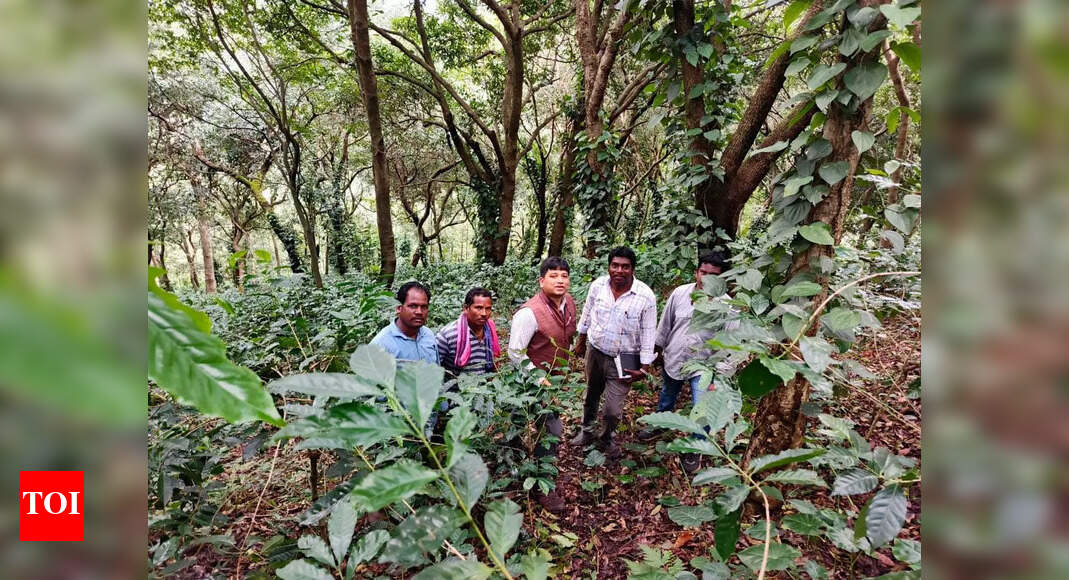 Coffee Berry Borer detected in Araku region: Koraput coffee growers assured of no spread in Odisha