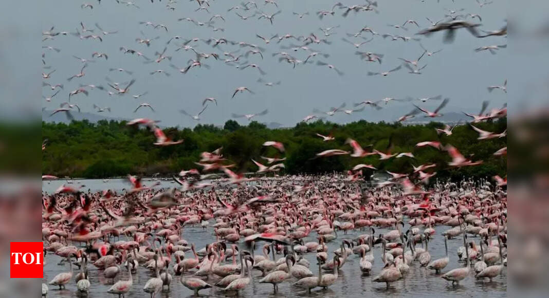 The Times of India - Environment - News Image