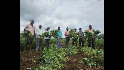 Heavy rain and pest attack threaten harvest in Belagavi