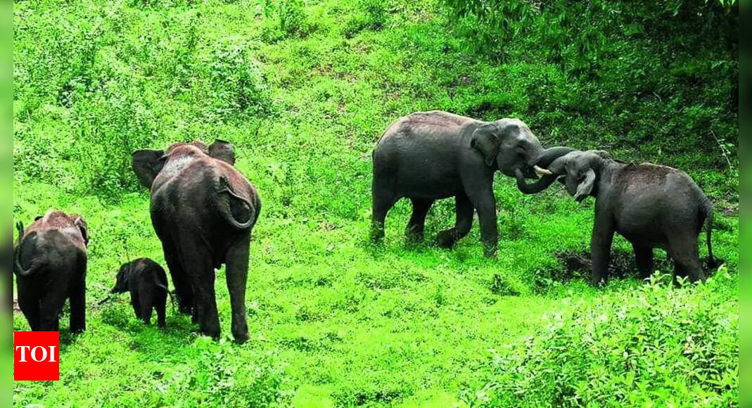 Kerala clears draft bill to kill dangerous wild animals
