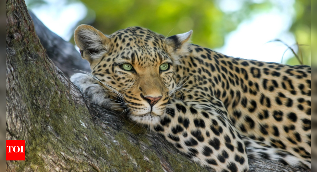 One-and-a-half-year-old boy killed in leopard attack in Maharashtra's Sinnar