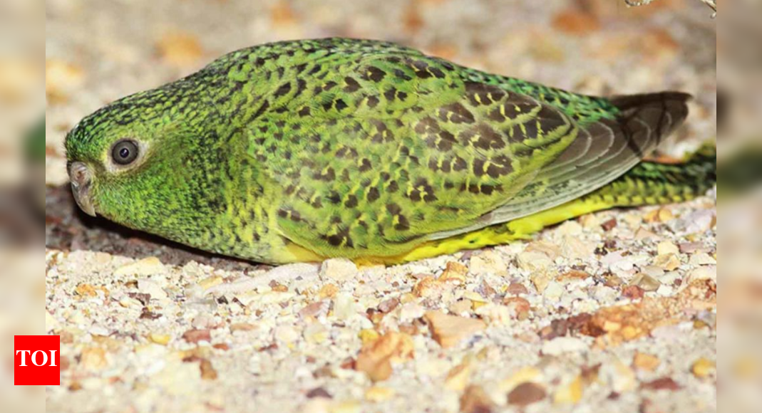 Second innings: How THIS mysterious bird thought to be extinct, was found living in Australia’s wild
