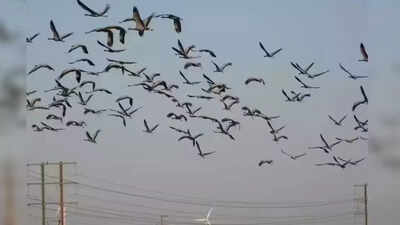 European Roller, Spotted Flycatcher among migratory birds flocking to Jaisalmer annually