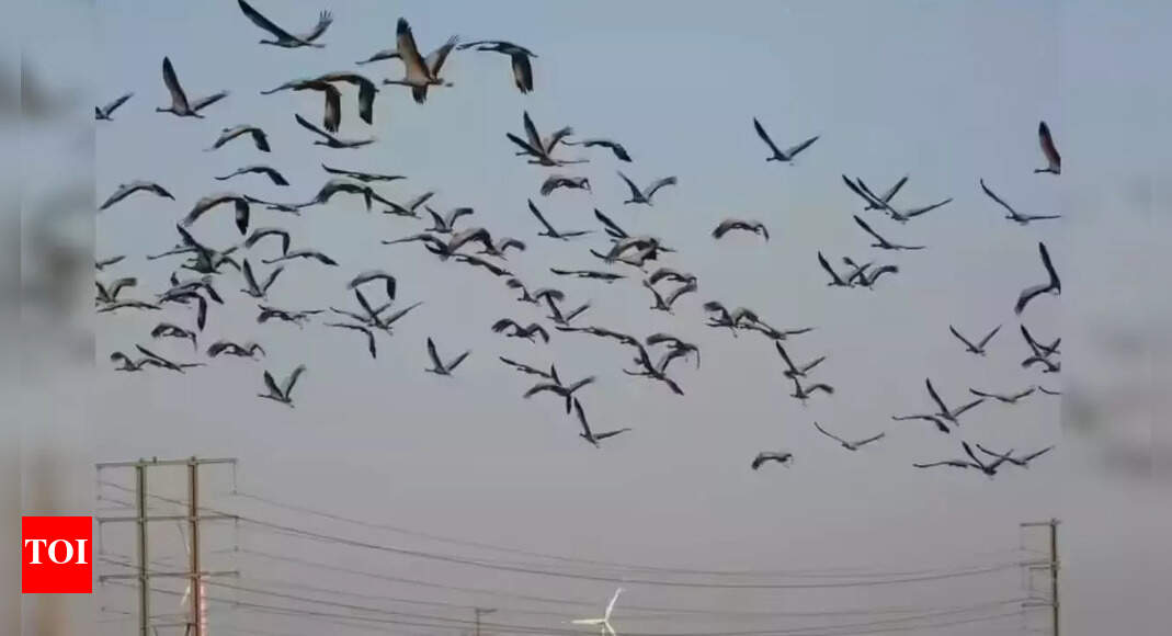 European Roller, Spotted Flycatcher among migratory birds flocking to Jaisalmer annually