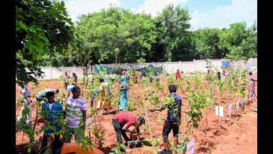 Bhubaneswar Municipal Corporation to launch 6th Miyawaki plantation drive to enhance urban green cover