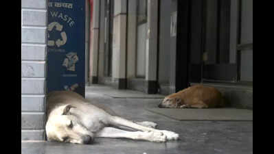 MCD’s 70% Sterilisation Claim Raises Eyebrows