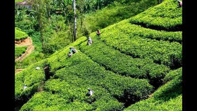 2,000 Cachar tea estate workers protest over dues, Puja bonus slash
