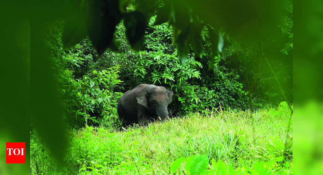 Elephant sighted at Kadshi in Mopa