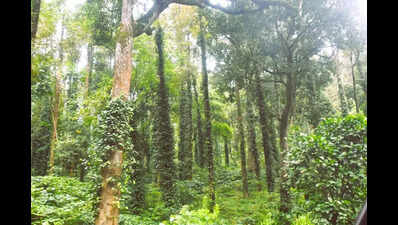 Coffee growers worry asEU’s deforestation rule looms