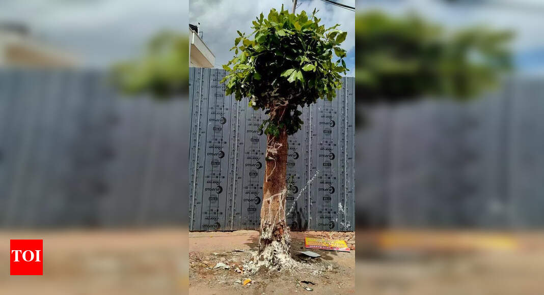 The Times of India - Other - News Image