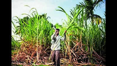 Nearly 60% sugarcane farmers shift to veggies after Sanjeevani closure