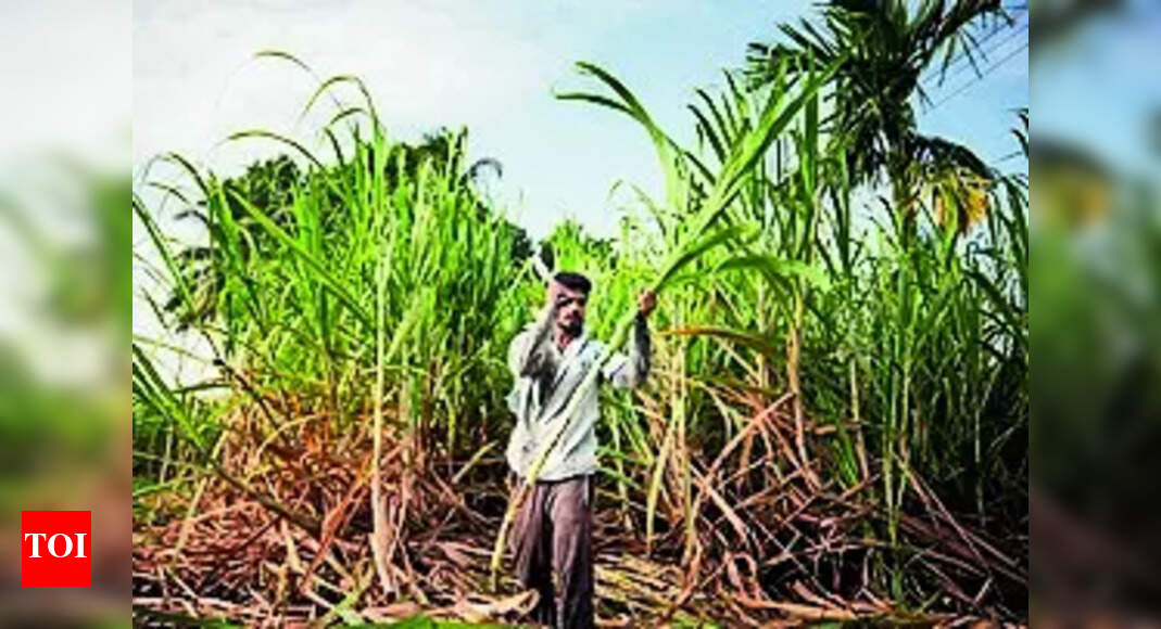 Nearly 60% sugarcane farmers shift to veggies after Sanjeevani closure