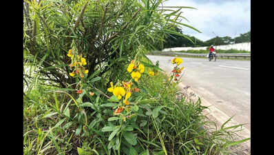 Green dilemma as plants selected for highway landscaping turn out toxic