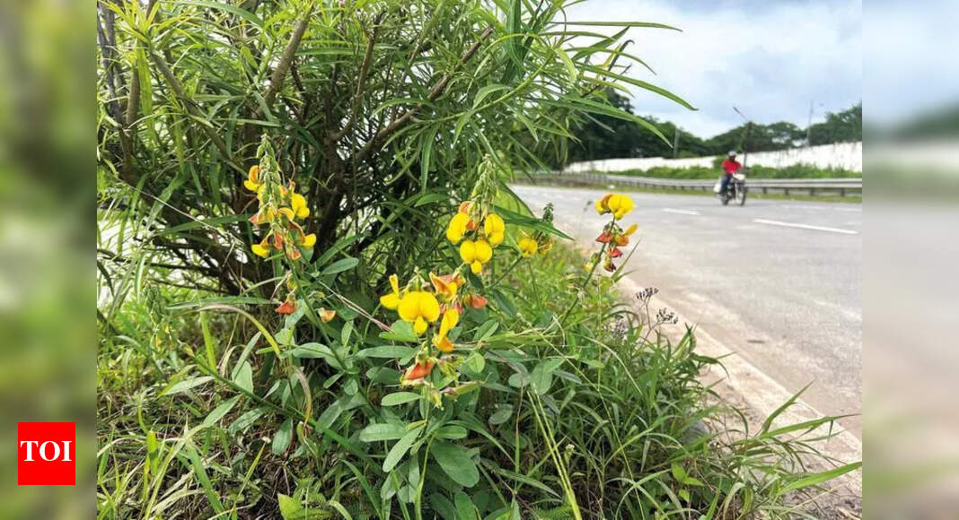 Green dilemma as plants selected for highway landscaping turn out toxic