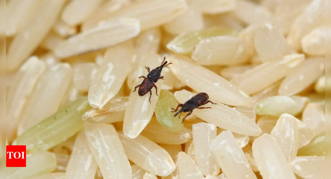 Simple kitchen hacks to keep rice insect-free for years