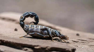Hidden deadly animals living near us and how to stay safe