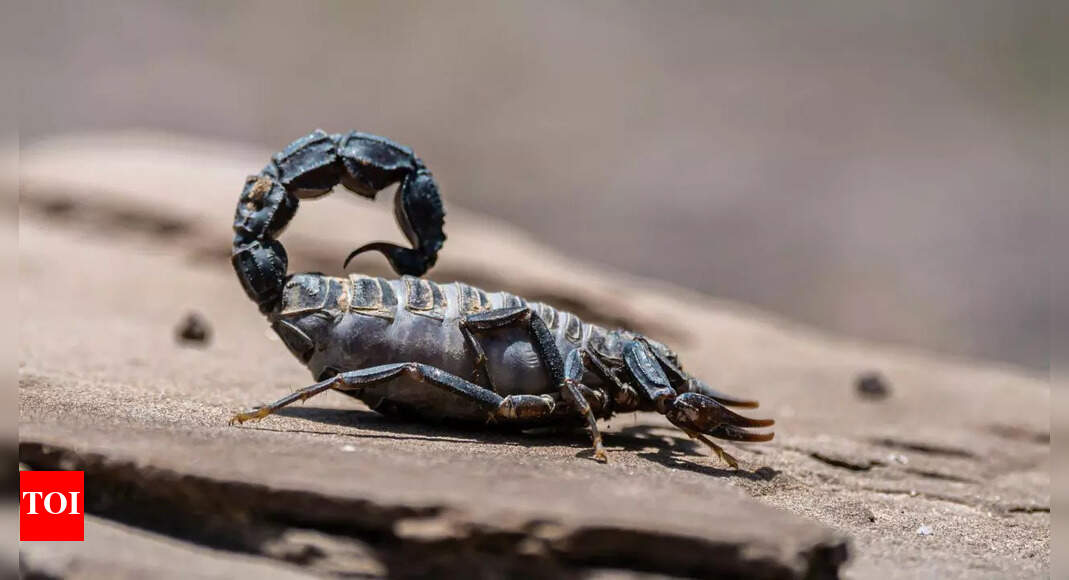 Hidden deadly animals living near us and how to stay safe