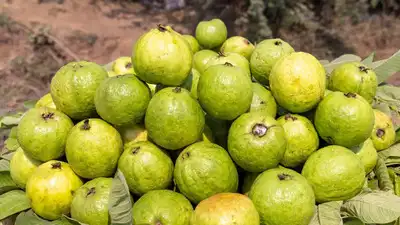5 tips to choose sweet, flavourful, and fresh guavas every time