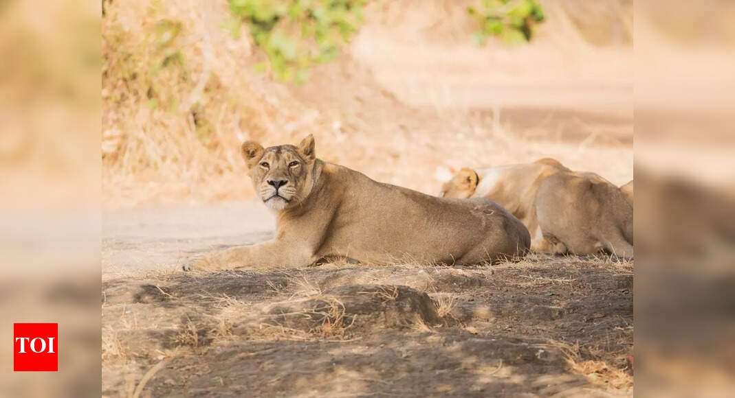 7 tips for visiting Gir National Park like a pro