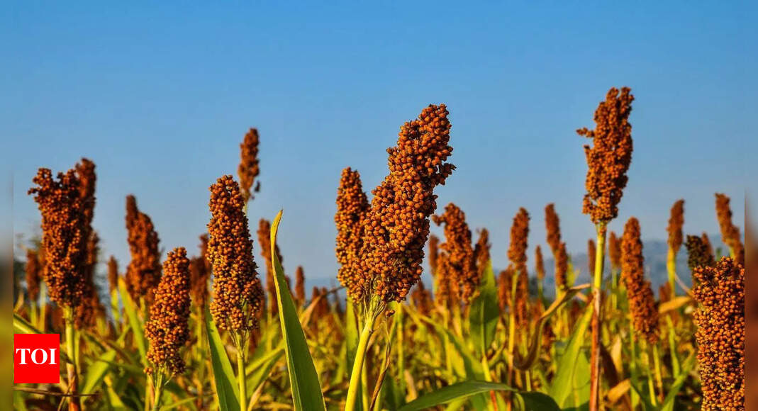 Millets for diabetes management: A natural way to balance blood sugar and improve overall health
