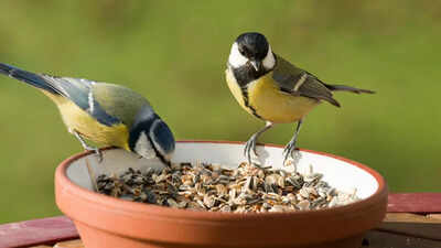  11 ways to attract more birds