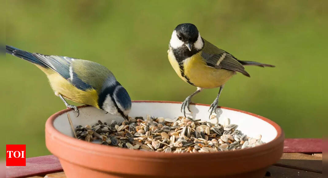 How to create a bird-friendly garden: 11 ways to attract more birds
