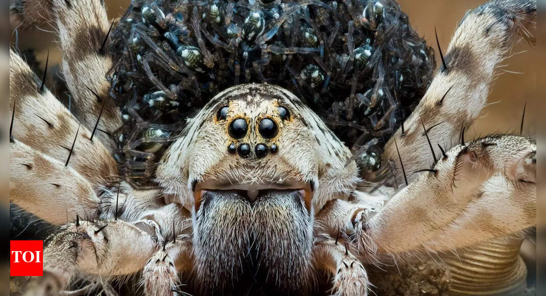 8 Animals With Extra Eyes and the Surprising Reasons Behind Them