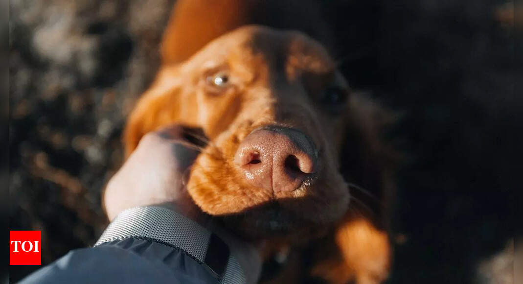 From 'doga' classes to collagen 'puptides', pet wellness culture is on the rise