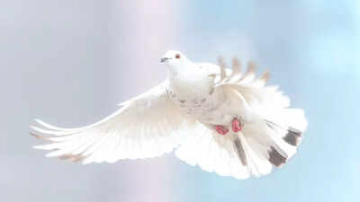 6 stunning white birds every birdwatcher should know