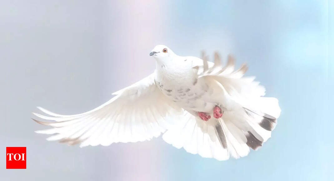 6 stunning white birds every birdwatcher should know