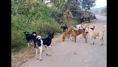 BCC sets up six feeding zones for stray dogs