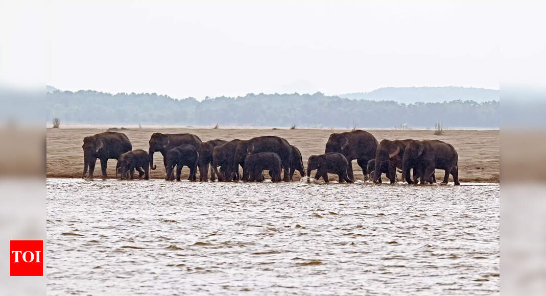 22 elephants return to Chandaka sanctuary after nearly a month