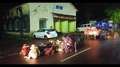 Canacona locals say authorities failed to address cattle issue