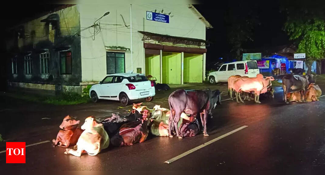 Canacona locals say authorities failed to address cattle issue