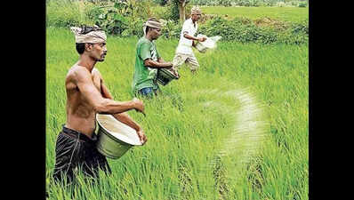 Farmers protest in Ganjam district for urgent urea supply amid fertilizer crisis