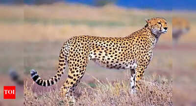 In a first in Kuno, cheetah dies in clash with leopard