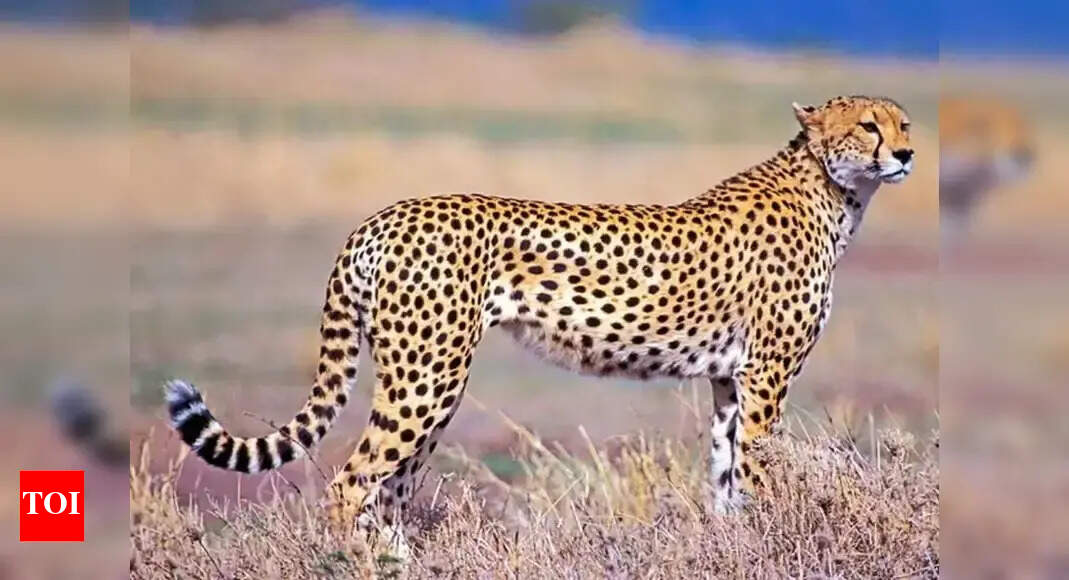 In a first in Kuno, cheetah dies in clash with leopard