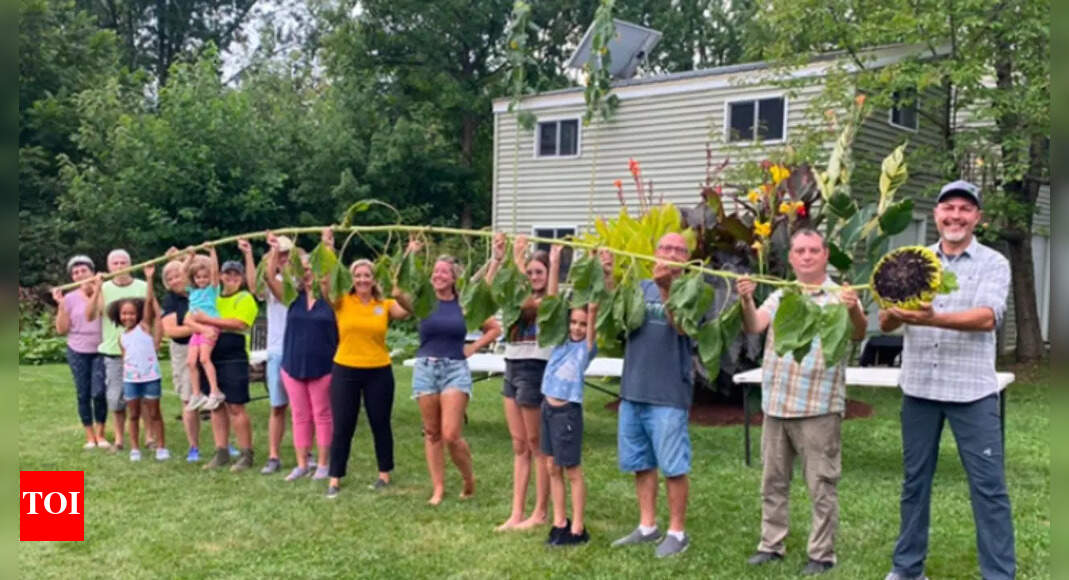 Tallest sunflower in the world: Indiana gardener Alex Babich sets Guinness World Record with 36-foot tribute to Ukraine